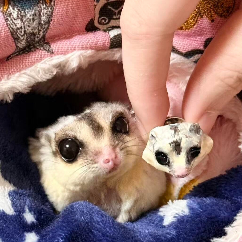 A real sugar glider next to a bespoke 3D sugar glider portrait ring, custom hand-sculpted as a luxury exotic pet jewelry keepsake.