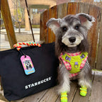 Dog in a colorful outfit sitting next to a Starbucks bag outdoors.