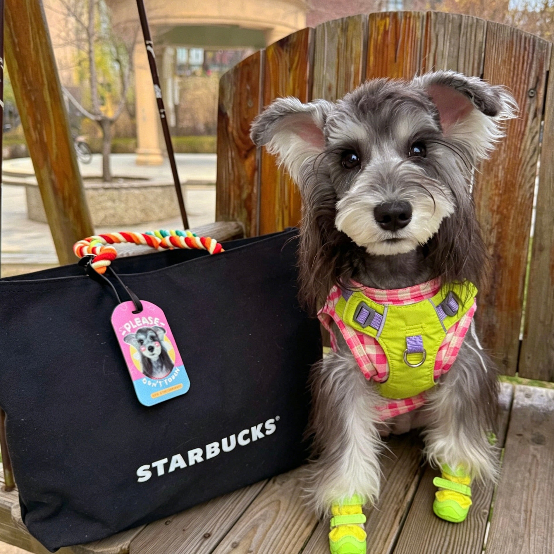 Dog in a colorful outfit sitting next to a Starbucks bag outdoors.