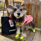 Small dog wearing a checkered coat and green shoes sitting on a wooden bench with a Starbucks bag nearby.