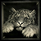 Black and white illustration of a leopard cub with a dark border
