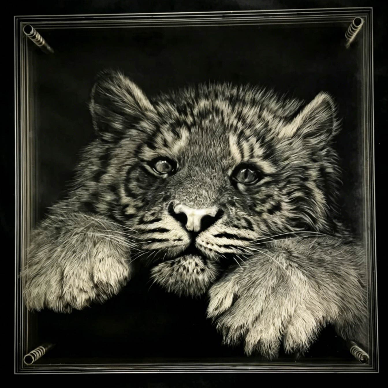 Black and white illustration of a leopard cub with a dark border