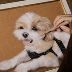 Small dog being groomed with a tool on a wooden surface