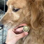 Dog wearing a gold tag held by a hand