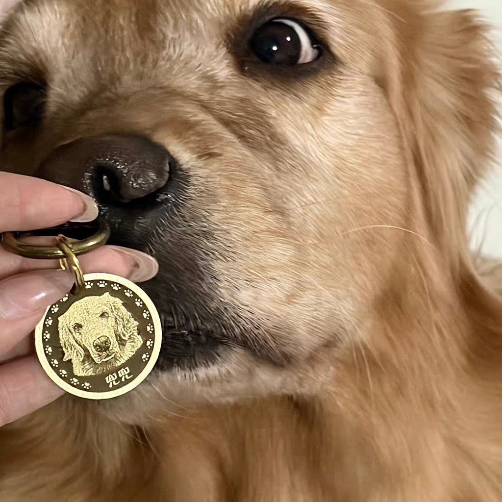 Close-up of a dog sniffing a gold dog tag held by a person.