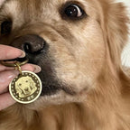 Close-up of a dog sniffing a gold dog tag held by a person.