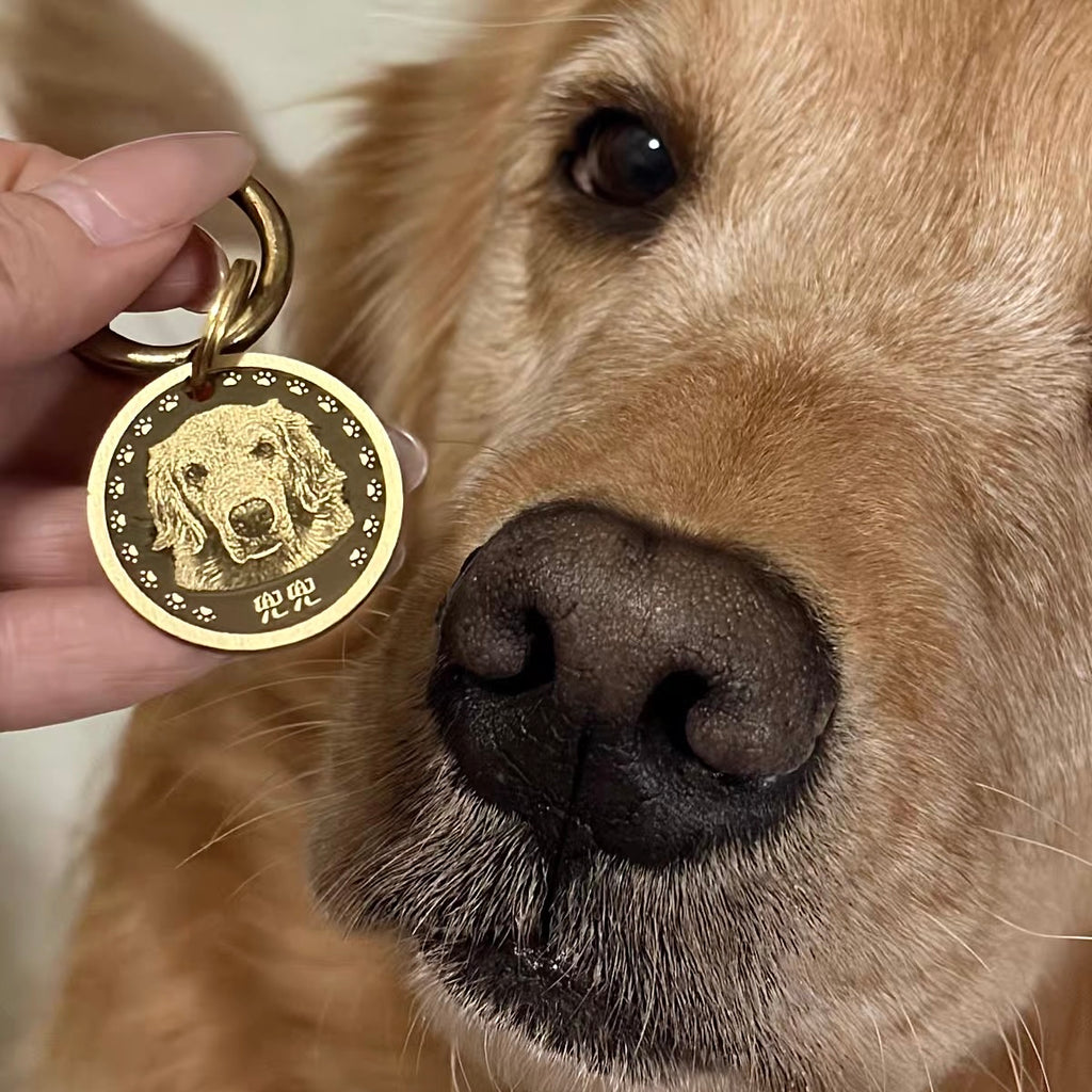 Dog with a gold engraved pet tag held by a hand