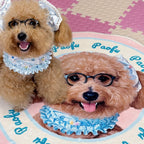 Two dogs wearing glasses and ruffled collars on a patterned rug.
