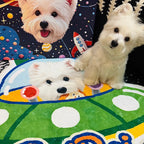 Three small white dogs on a colorful space-themed mat with a rocket and planets in the background.