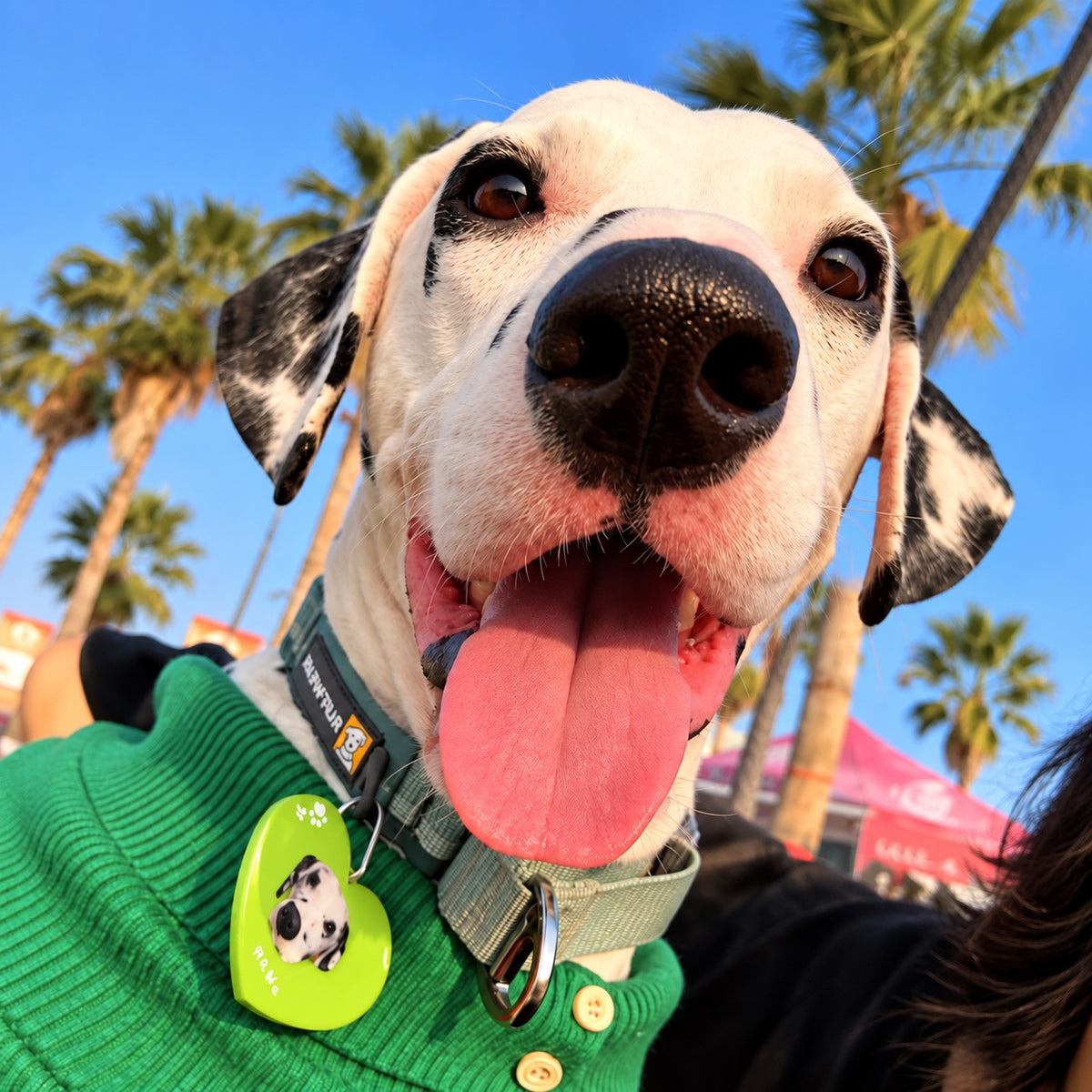A smiling Dalmatian wearing a green sweater and a custom lime-green heart-shaped photo ID tag, captured outdoors in the sunshine