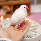 White bird with red feet perched on a hand against a blurred indoor background