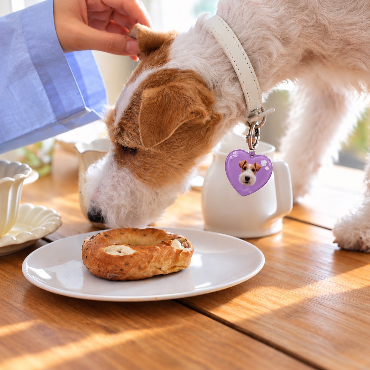 A wire-haired terrier wearing a collar with a heart-shaped photo ID tag, looking down curiously at a bagel on a breakfast plate