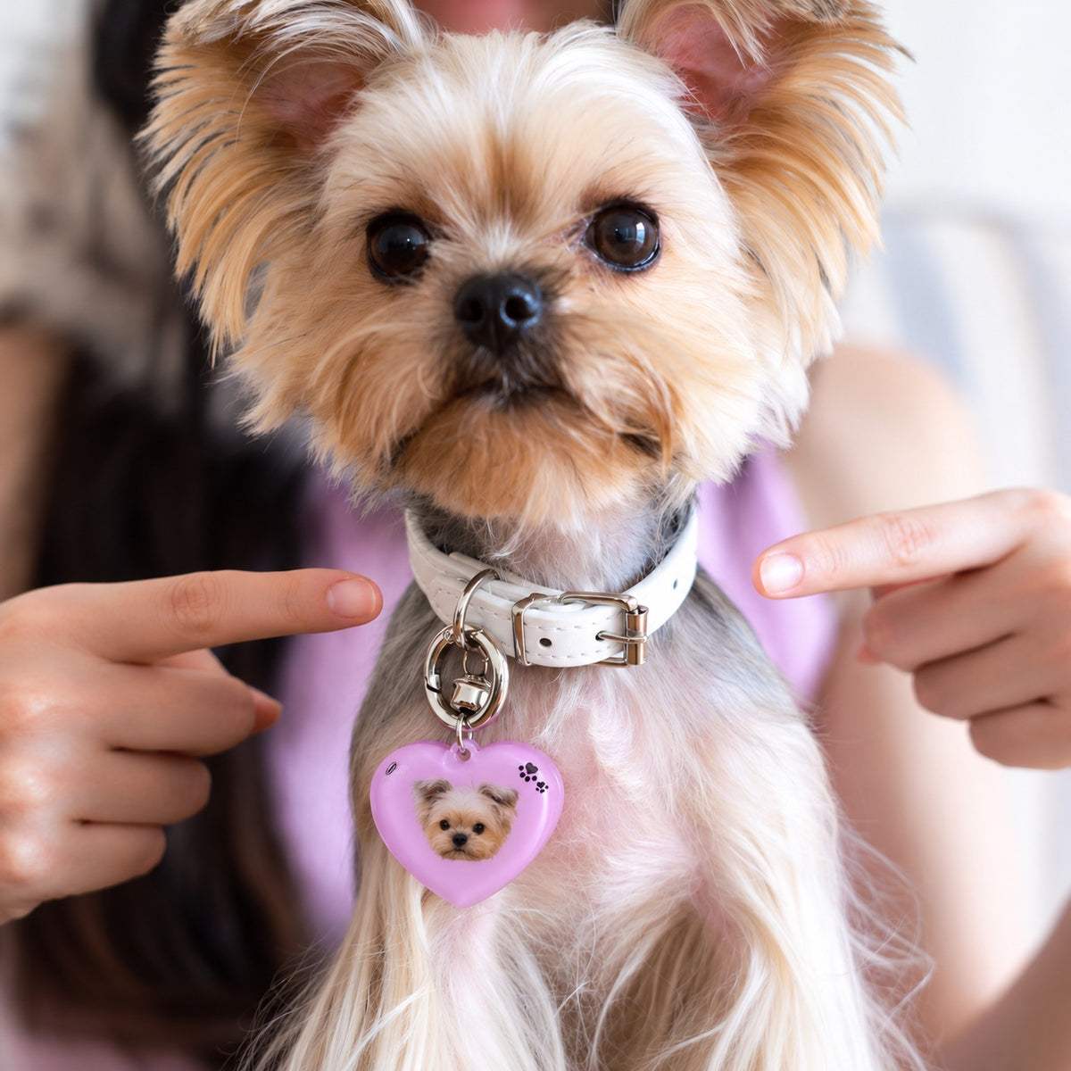 A small Yorkshire Terrier wearing a white leather collar with a custom pink heart-shaped photo ID tag