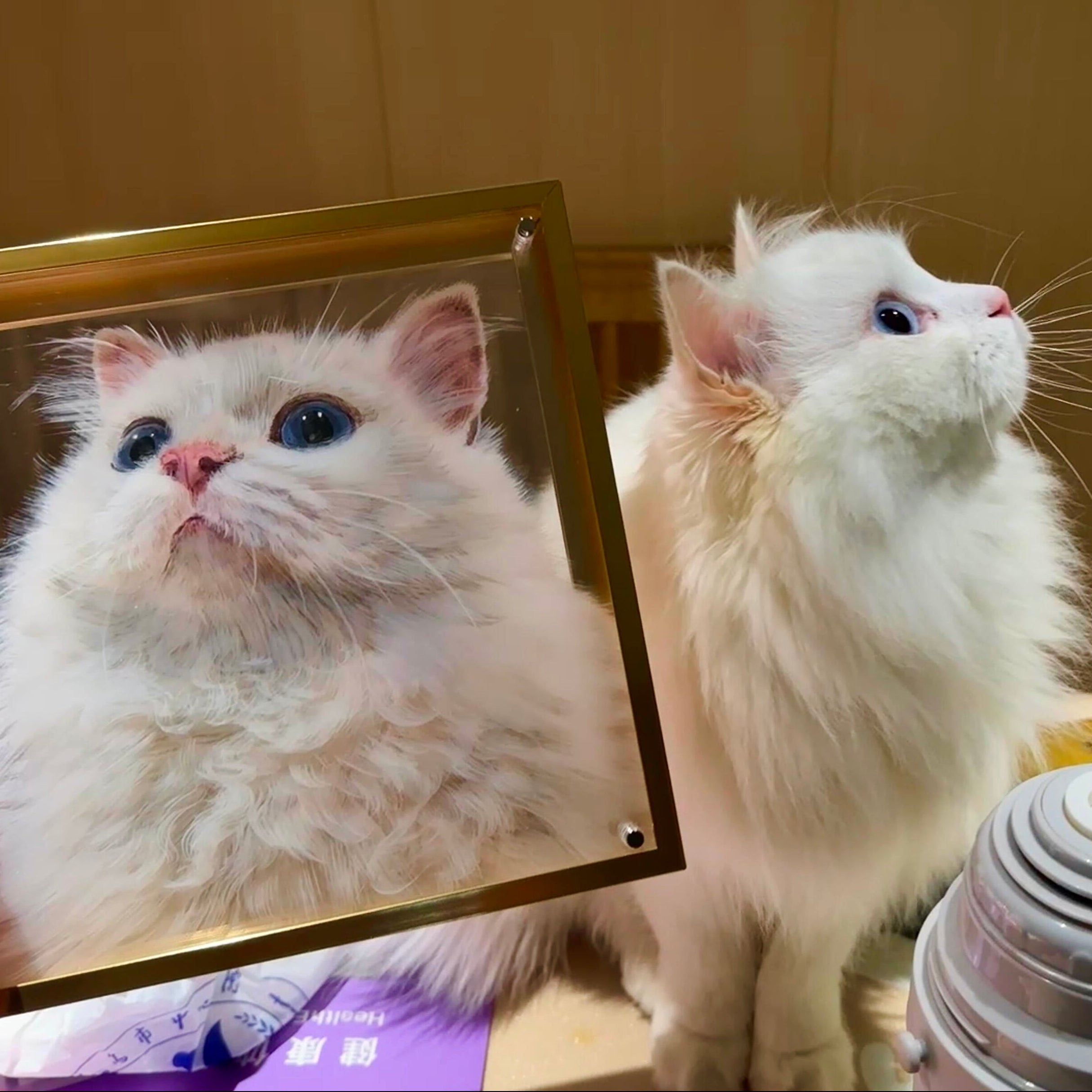 A fluffy white cat with blue eyes looking at a custom 5-layer 3D pet portrait of itself, showcasing a personalized hand-painted acrylic cat memorial artwork in a wooden frame.
