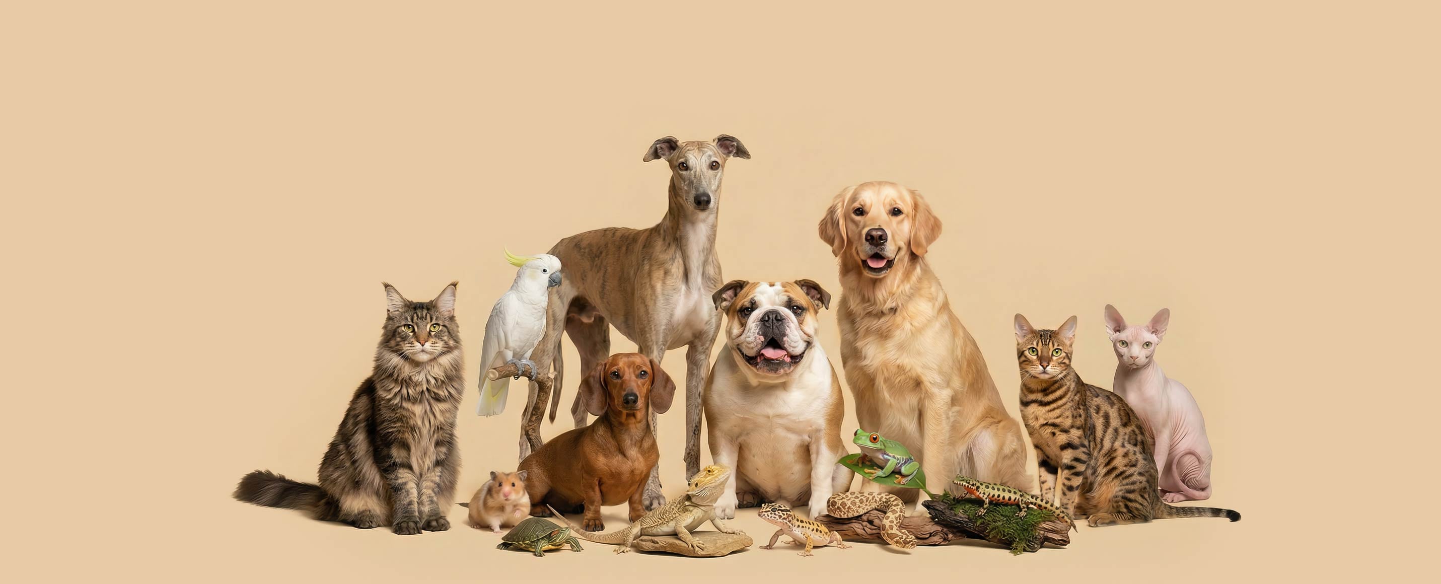 A diverse group of multiple pets including a golden retriever, bulldog, dachshund, cats, cockatoo, and exotic reptiles, representing a high-quality custom multi pet portrait painting from photo.