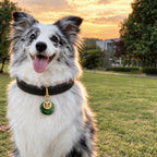Blue Merle dog wearing a green double-layer tag engraved with a custom pet portrait