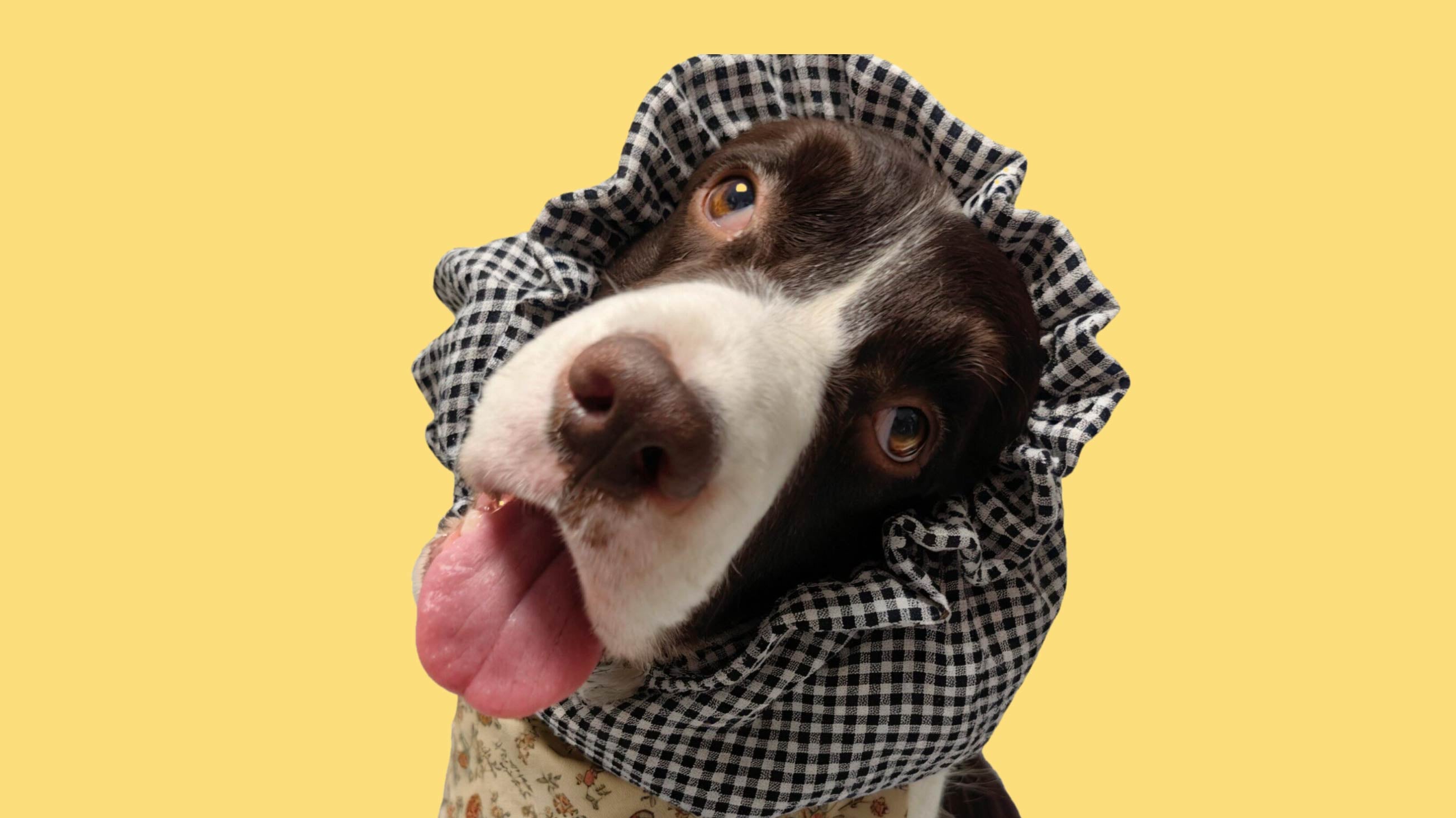 A real brown and white English Springer Spaniel dog wearing a checkered black and white bonnet scarf, displayed as the original reference photo for a custom pet portrait transformation.