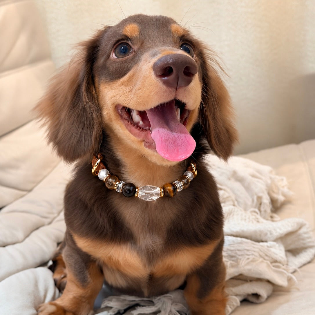 Long-haired dachshund wearing a gemstone crystal pet collar with natural beads