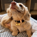 Small dog wearing a gold bone-shaped collar tag personalized with the name Nova