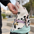 Dalmatian wearing a gold bone-shaped pet ID tag attached to a striped collar