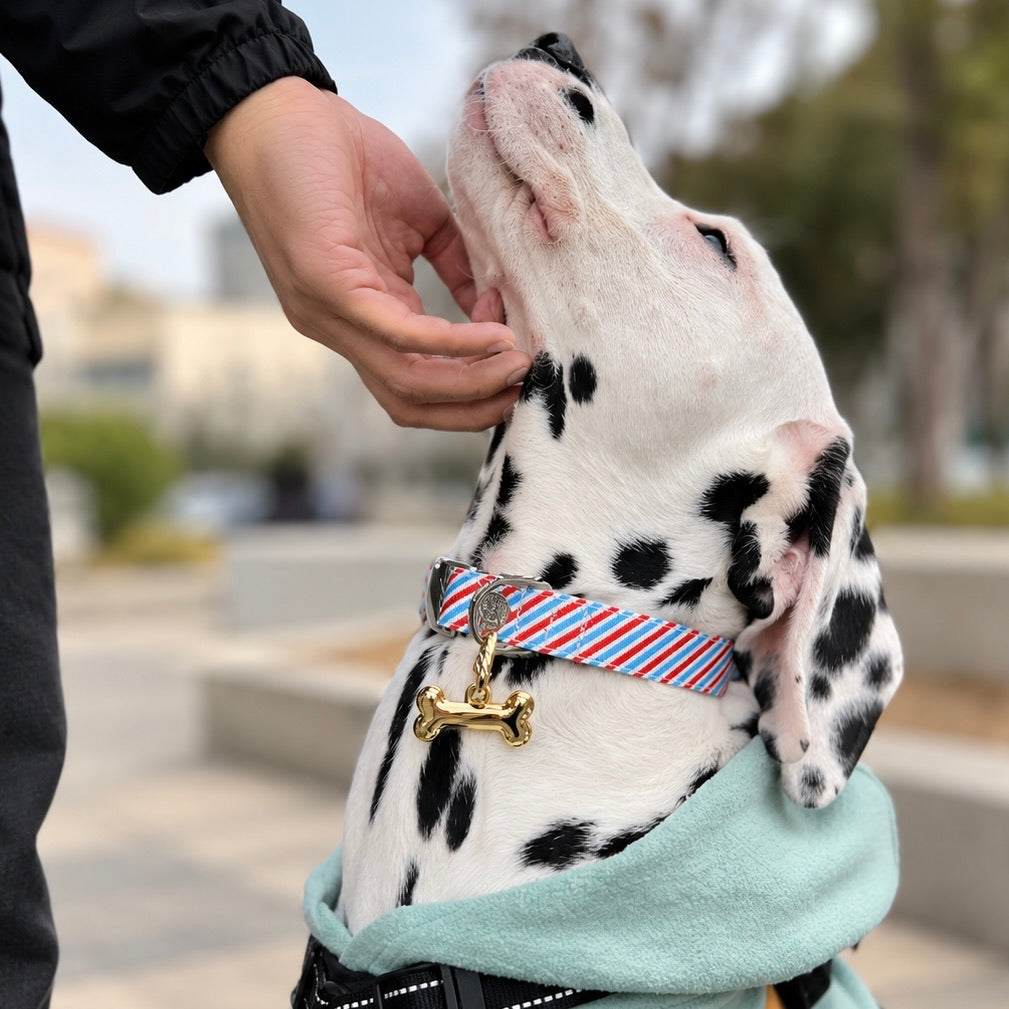 Dalmatian wearing a gold bone-shaped pet ID tag attached to a striped collar