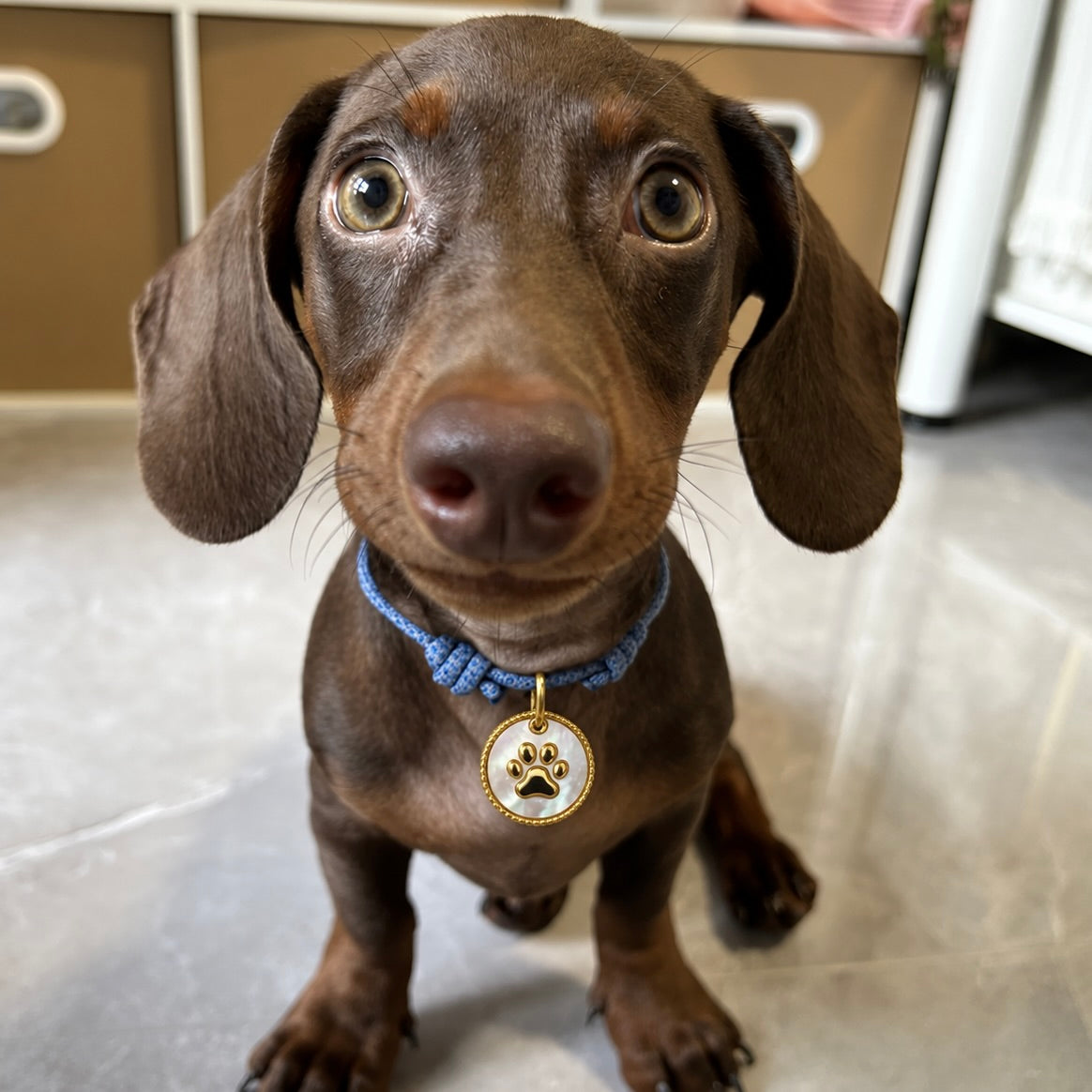 Dachshund wearing a gold mother-of-pearl paw ID tag on a blue rope collar