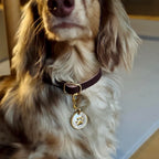Gold mother-of-pearl paw ID tag with S-shaped hook displayed beside a brown dog collar