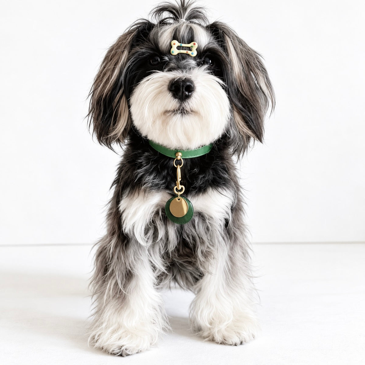 Black and white dog wearing a green translucent double-layer dog ID tag with a gold-tone clasp