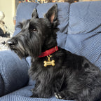 Black dog wearing a large gold bone pet name tag personalized with Henry