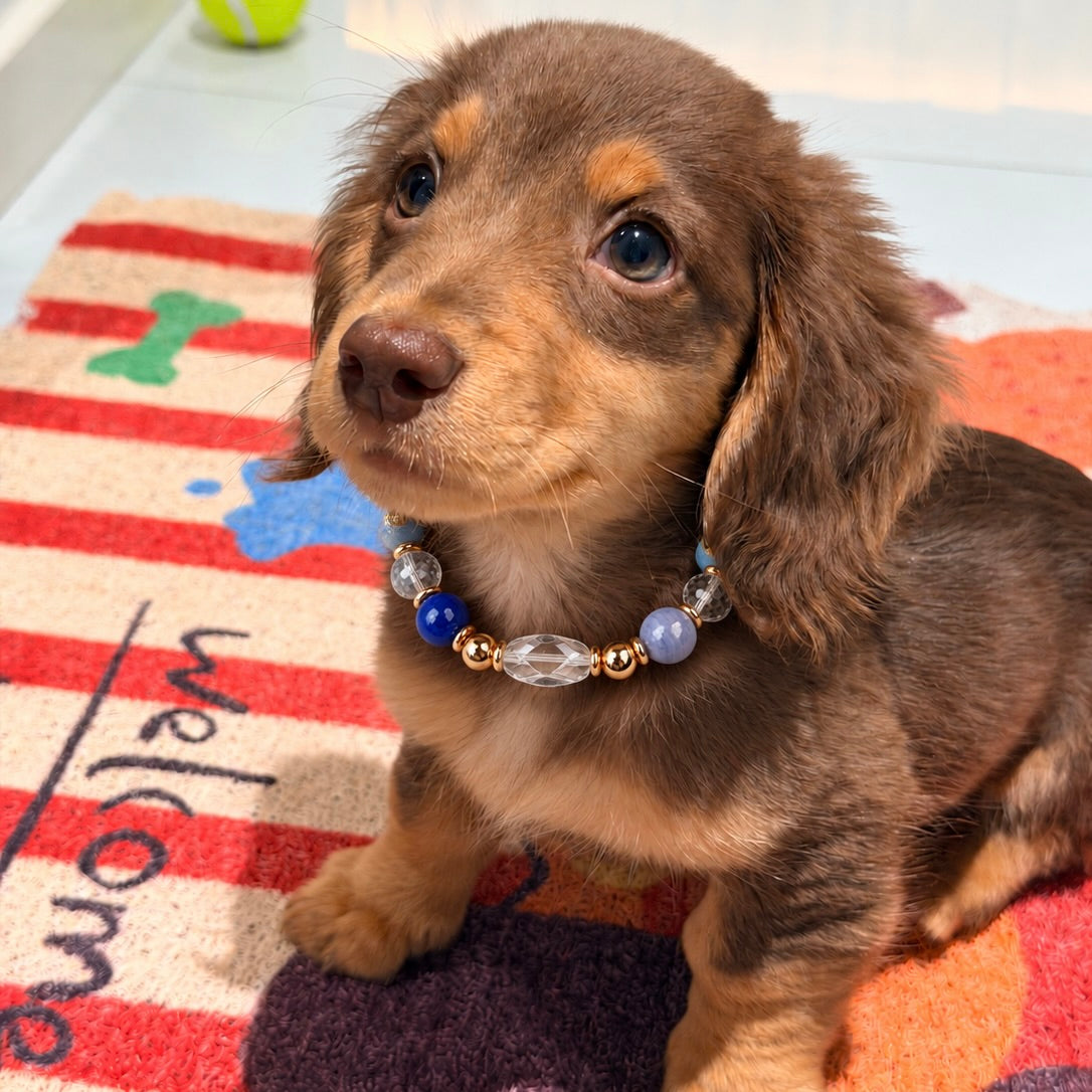 Long-haired dachshund puppy wearing a blue gemstone crystal pet collar with gold-tone hardware