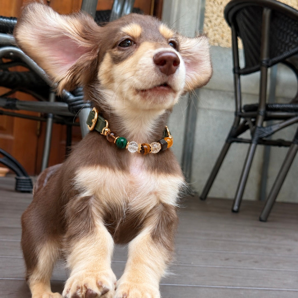 Long-haired dachshund puppy wearing a dark green gemstone crystal pet collar with gold hardware