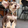 Long-haired dachshund puppy wearing a dark green gemstone crystal pet collar with gold hardware