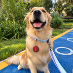 Golden Retriever wearing a personalized red and green cowhide Christmas dog tag on a collar
