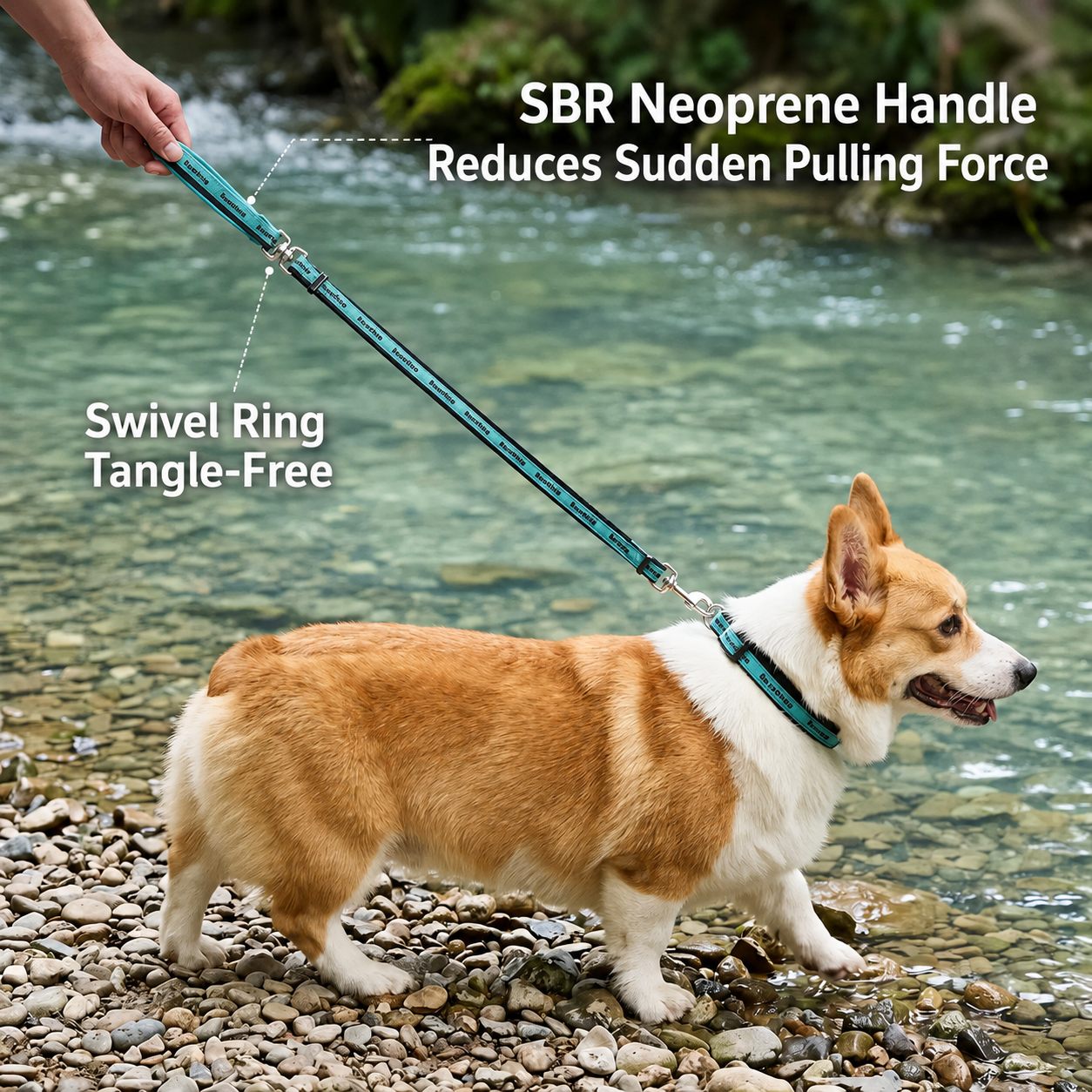 A Welsh Corgi wearing a personalized engraved dog collar with a matching tangle-free padded leash.