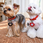 Two small dogs wearing personalized black and red heart-shaped photo ID tags on red collars
