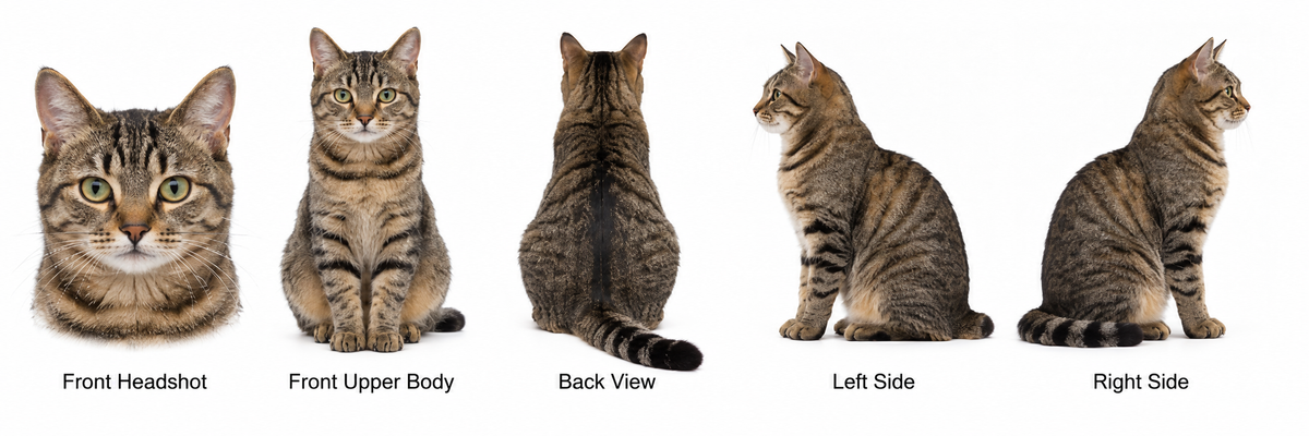 Guide showing 5 clear pet photo angles: front headshot, front upper body, back view, left side, and right side of a tabby cat.