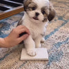 DIY process guide video for making a personalized 3D pet paw print clay kit frame at home.