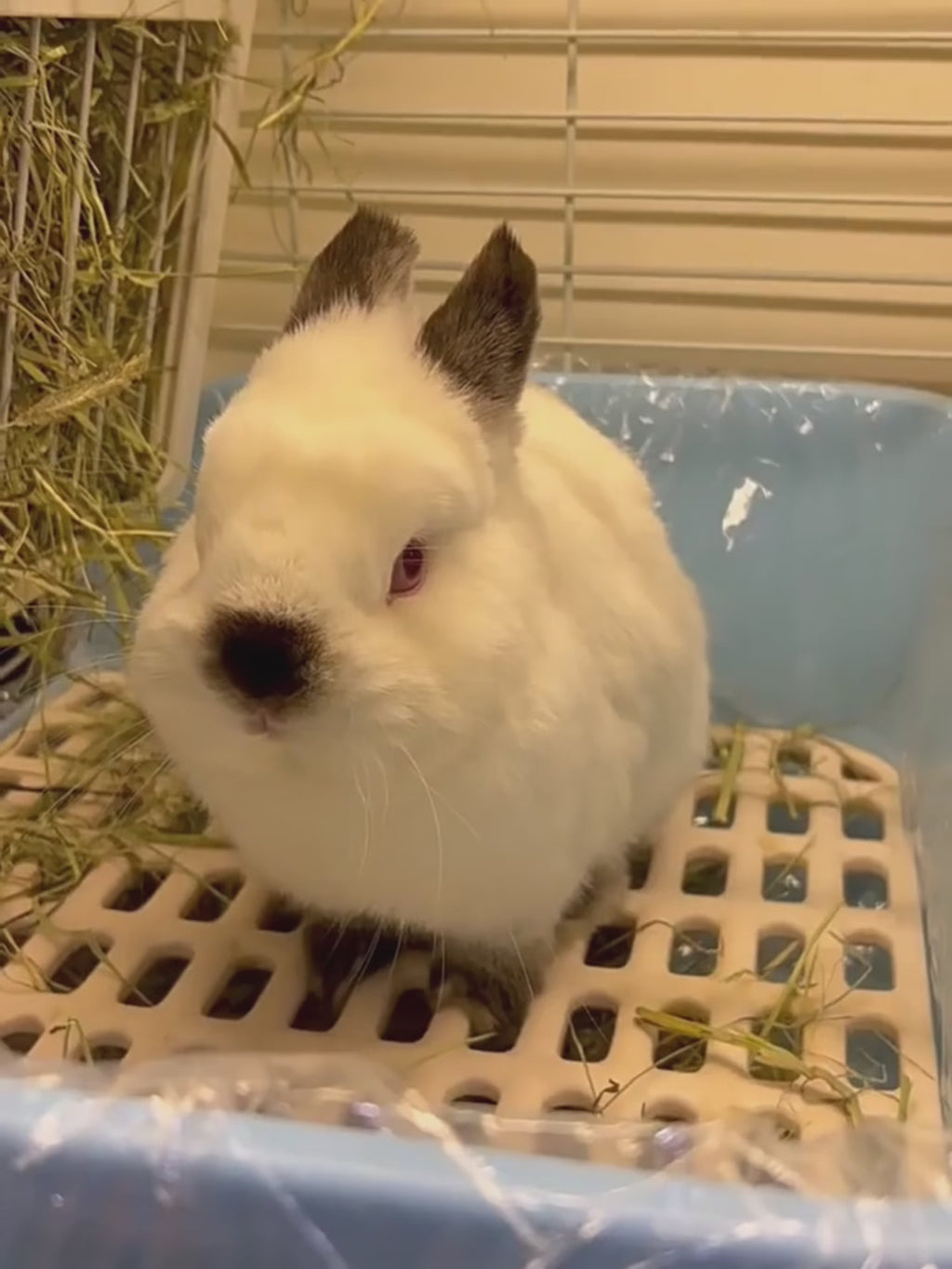A short video featuring a cute white bunny rabbit, used as a reference or demonstration for the custom pet photo magnetic bottle opener.