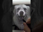 Custom 3D Pet Portrait: Hand-Engraved Luxury Acrylic Fine Art