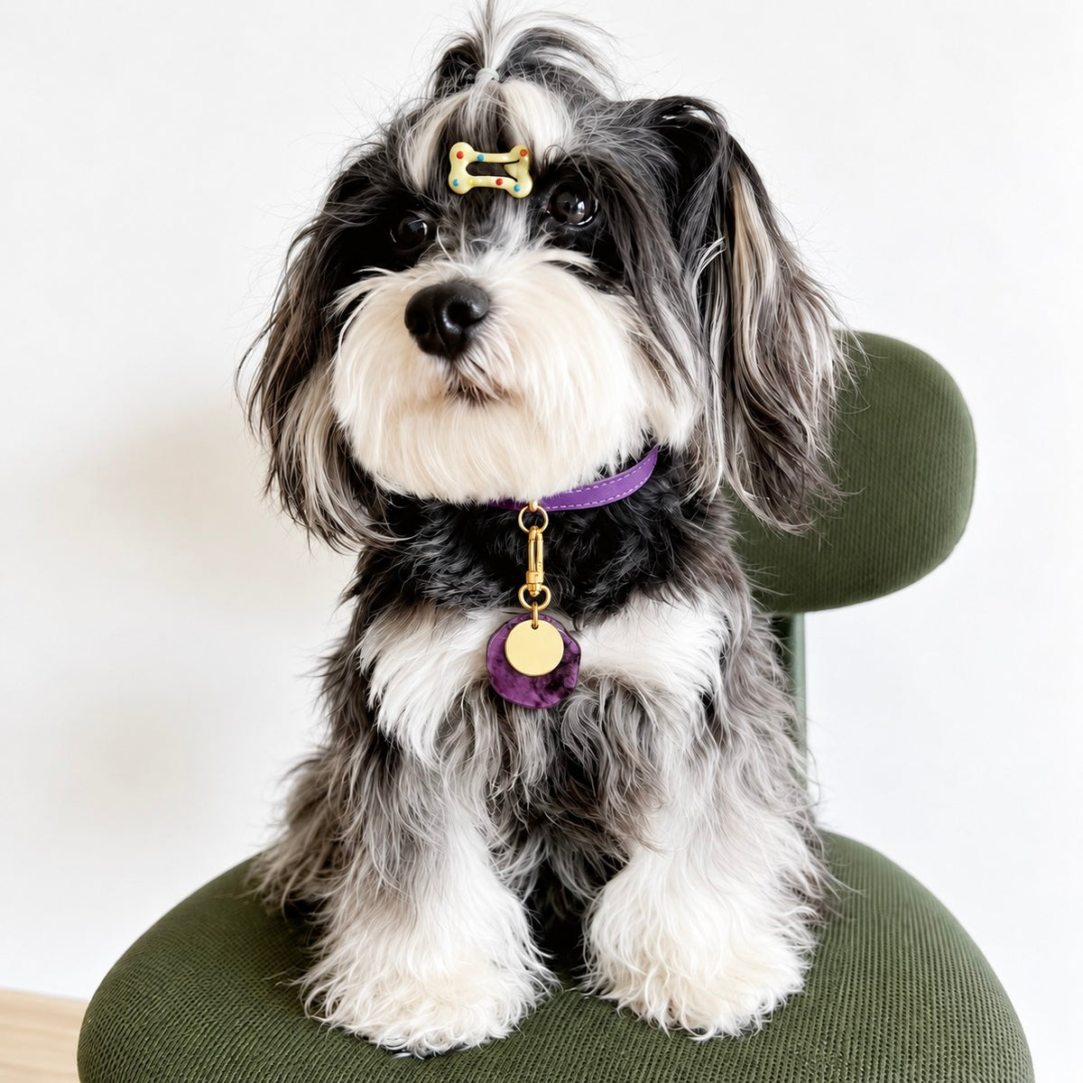 Black and white dog wearing a purple translucent double-layer dog collar tag