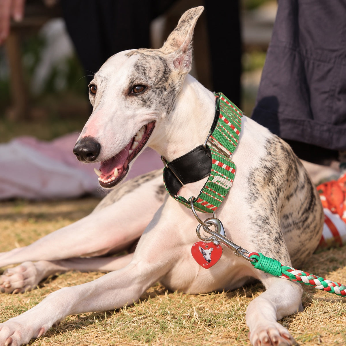 White sighthound wearing a red custom heart-shaped dog tag beside a green and red leash