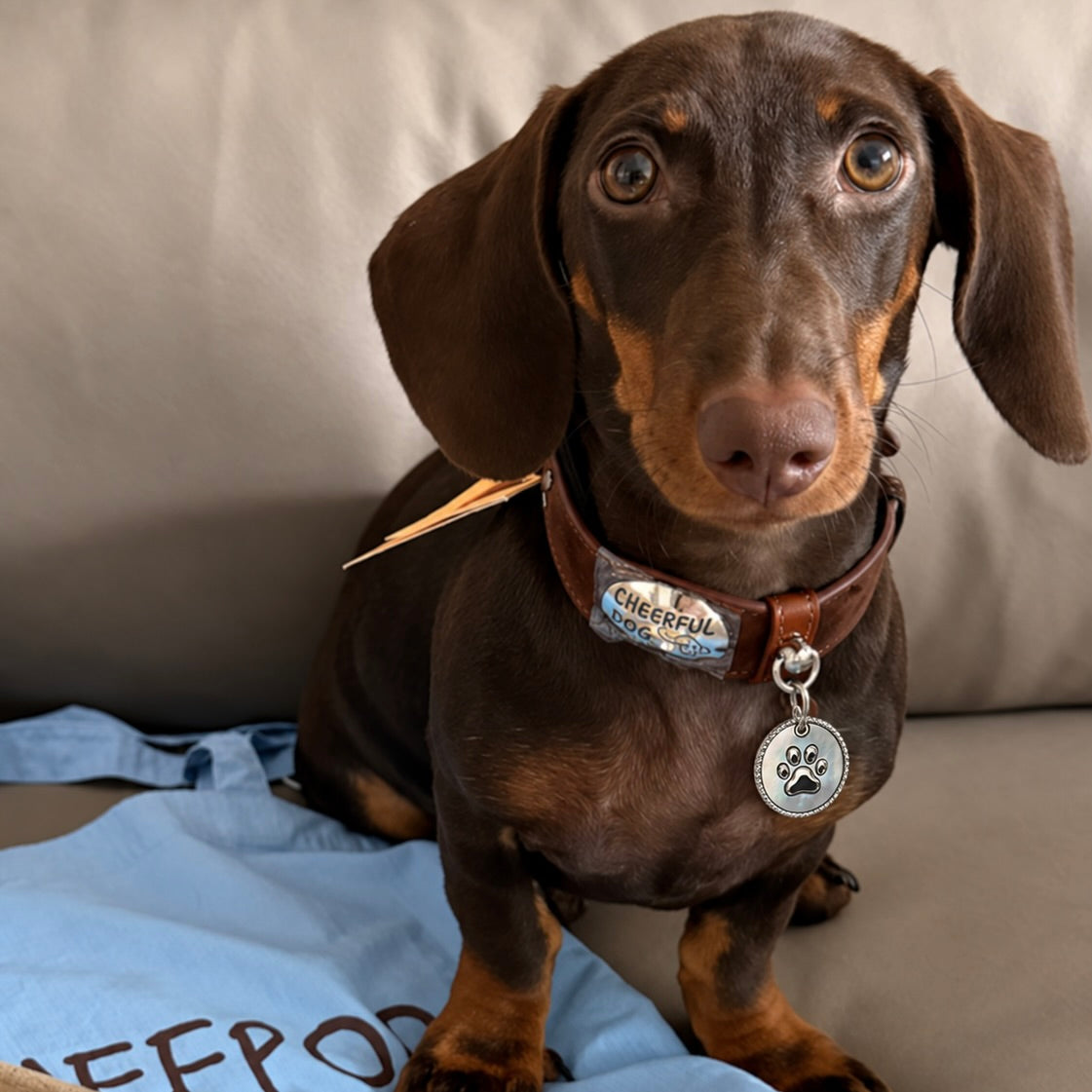 Dachshund wearing a silver mother-of-pearl paw ID tag on a brown collar