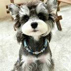 Dog wearing a blue crystal pet collar