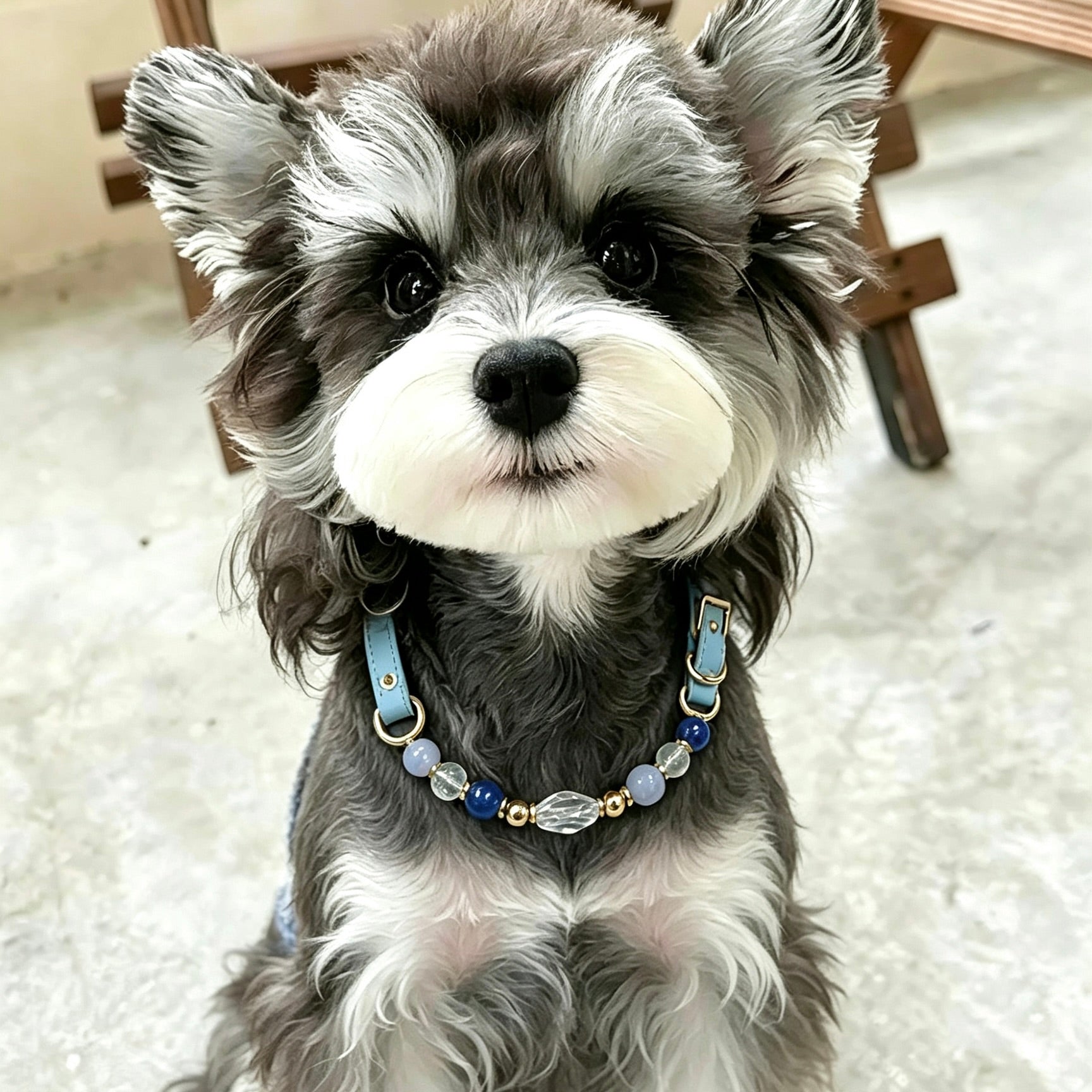 Dog wearing a blue crystal pet collar