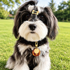Black and white dog outdoors wearing a yellow translucent resin pet tag with a round gold-tone metal layer